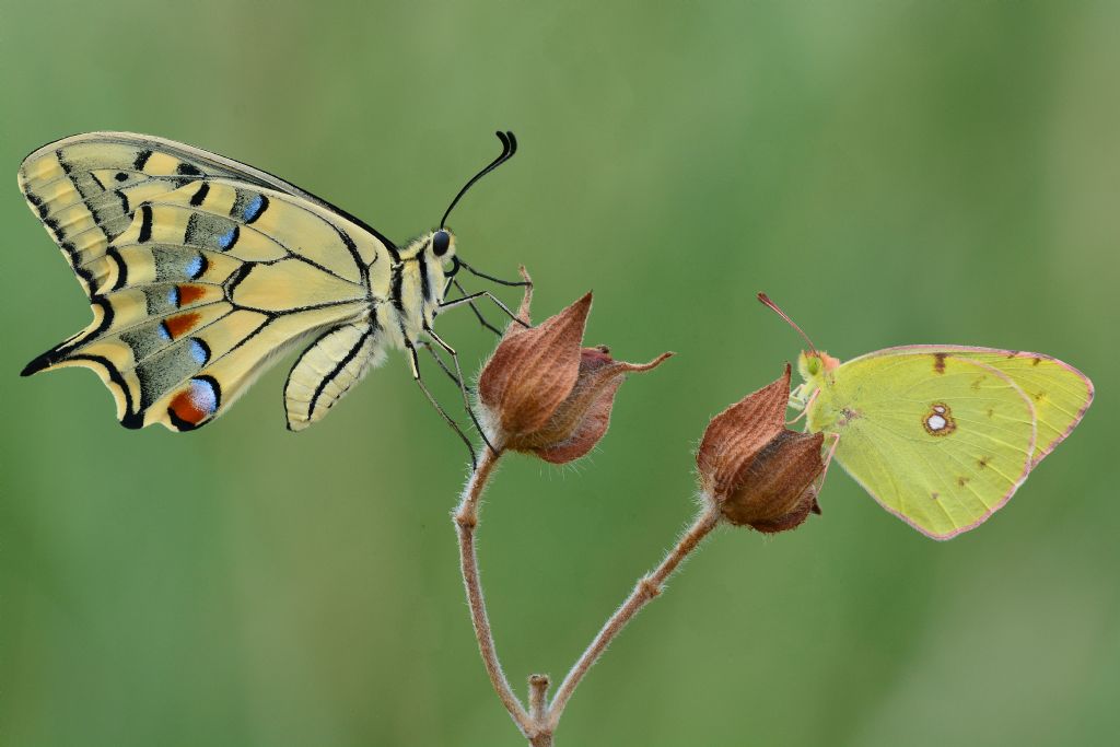 Macaone e Colias crocea